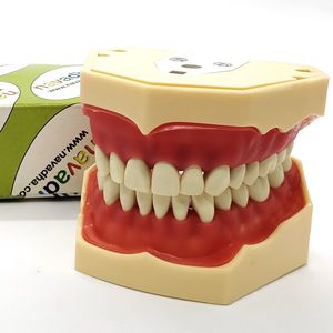 modelo anatômico de maxilares