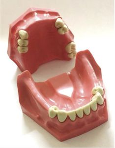 modelo anatômico odontológico
