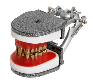 modelo anatômico de maxilares