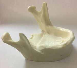 modelo de mandíbula