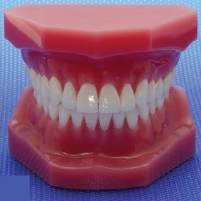modelo anatômico odontológico
