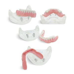 modelo anatômico de dentição