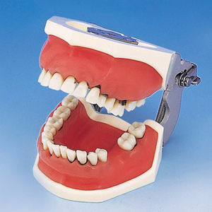 modelo anatômico de dentição