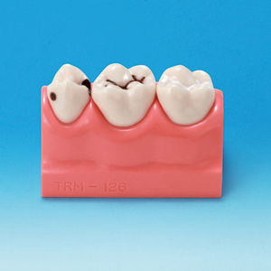 modelo anatômico odontológico