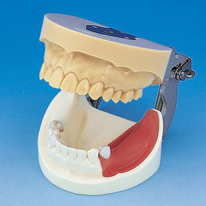 modelo anatômico de dentição