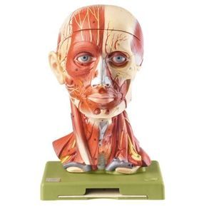 modelo de cabeça