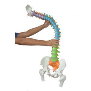 modelo de coluna vertebral 1