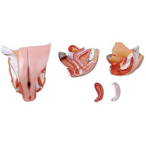modelo anatômico de sistema reprodutor feminino 1