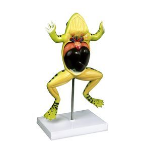 modelo anatômico de corpo inteiro