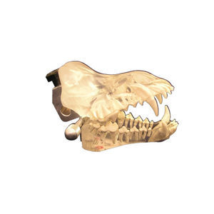 modelo anatômico de dentição