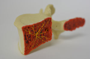 modelo anatômico de vértebras lombares 1