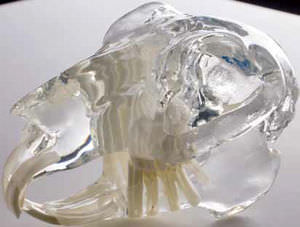 modelo de crânio