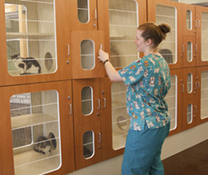 gaiola veterinária para gatos 1