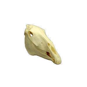 modelo de crânio