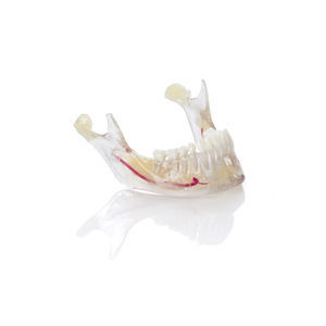 material dentário em resina acrílica