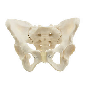 modelo de pélvis