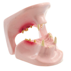 modelo anatômico de dentição