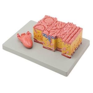 modelo anatômico de língua 1