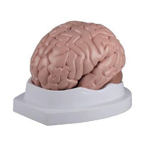 modelo de cérebro 1
