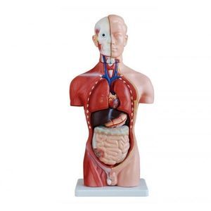 modelo de torso 1