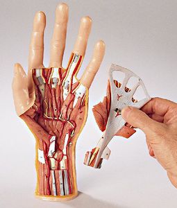 modelo de mão