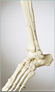 modelo anatômico de osso 1