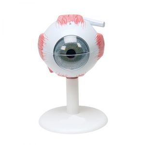modelo anatômico de olho 1