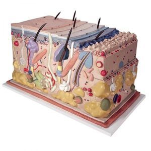 modelo anatômico de pele