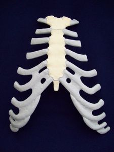modelo de esterno