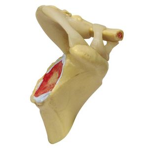 modelo de articulação