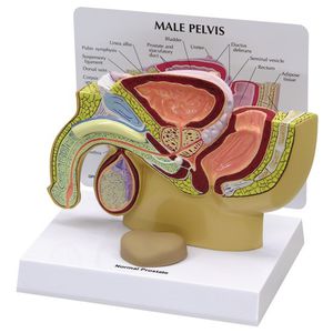 modelo de pelve 1