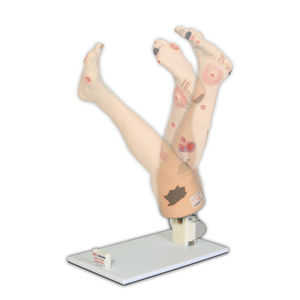 modelo de perna