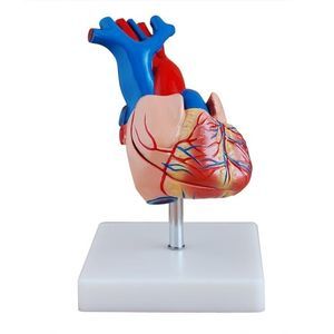 modelo de coração