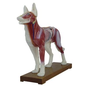 modelo anatômico de músculo