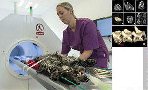 tomógrafo computadorizado veterinário