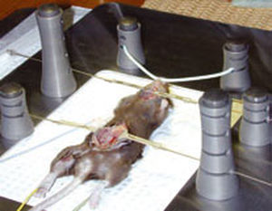 sistema de posicionamento para cirurgia veterinária