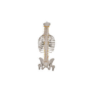 modelo anatômico de coluna vertebral