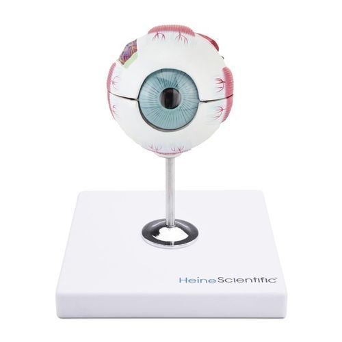 Modelo anatômico de nervo - 909040 - Eickemeyer Veterinary Equipment - de olho / de músculo / de vasos sanguíneos