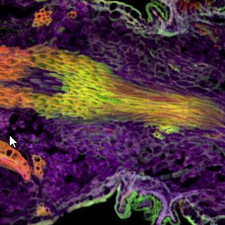 Software de melhoramento de imagens - Imaris Stitcher - Oxford Instruments - para microscópios digitais / automático