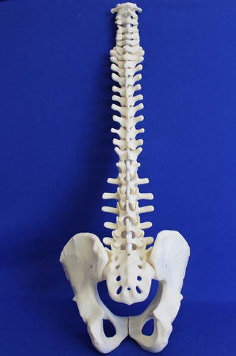 Modelo de pelve - RC02P - Créaplast - coluna vertebral / para ensino