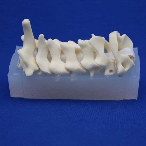 Modelo anatômico de coluna cervical - CSEP - Créaplast - para ensino