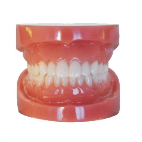 Typodont de dentição - Plain20 - Creative Dental - para procedimentos odontológicos
