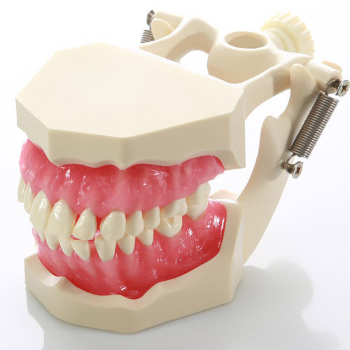 Modelo de gengiva - DM04 - GF DENTAL - de dentição / para procedimentos odontológicos / de demonstração