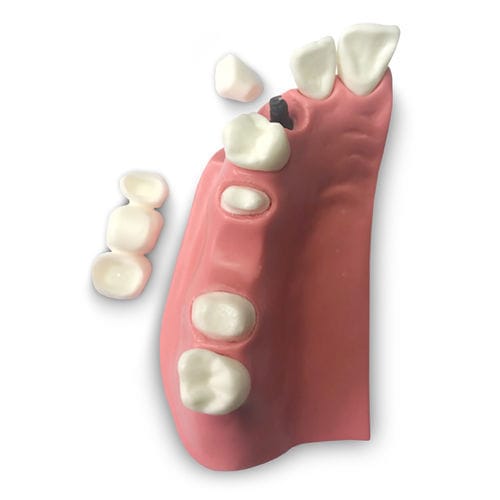Modelo anatômico de dentição - DM23 - GF DENTAL - para prótese dentária / de demonstração / canino