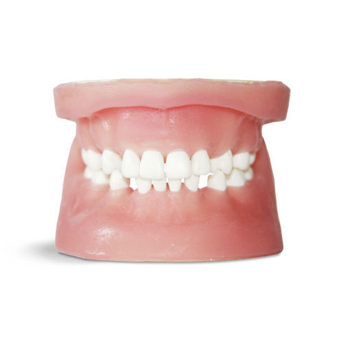 Modelo de gengiva - E34 - GF DENTAL - de dentição / para cirurgia odontológica / para exodontia