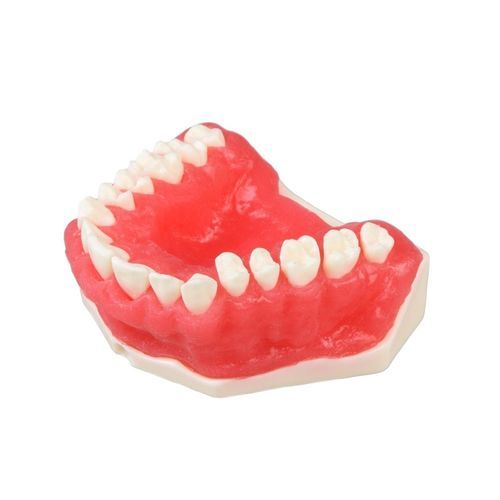 Modelo de gengiva - E25 - GF DENTAL - de dentição / de periodontia / para ensino