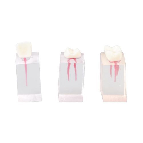 Modelo de dente - E08/C - GF DENTAL - de endodontia / para ensino / com nervos