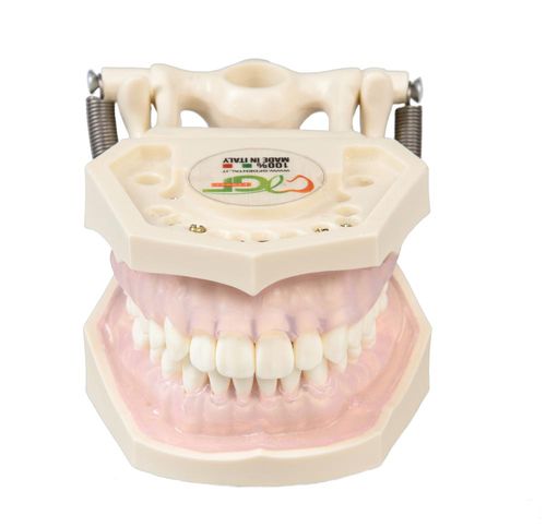 Modelo de gengiva - E11 - GF DENTAL - de dentição / para higiene dentária / para ensino