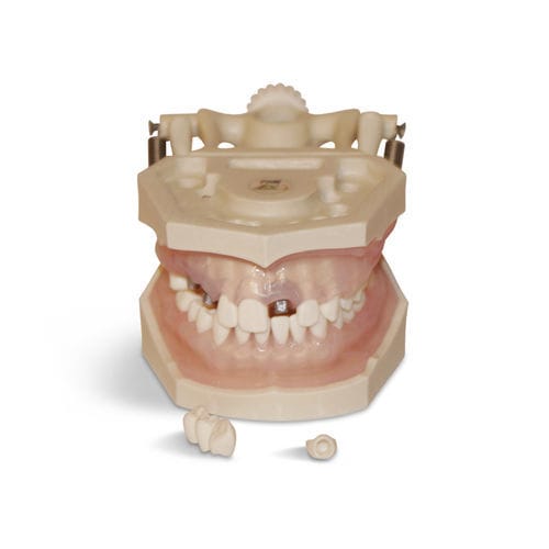 Modelo de gengiva - E12N - GF DENTAL - de dentição / para higiene dentária / para ensino