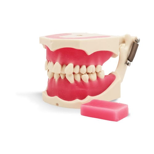 Simulador para treinamento - E40 - GF DENTAL - para ortodontia / de boca / de resina